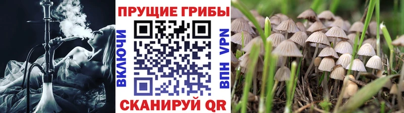 магазин  наркотиков  Великие Луки  MEGA ссылки  Псилоцибиновые грибы Cubensis 
